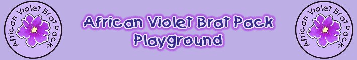 African Violet Brat Pack